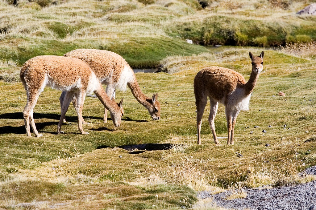 Les vigognes à l'état sauvage, dont on récolte la laine pour en faire de beaux pulls.